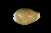 藏品(初雪寶螺)的圖片